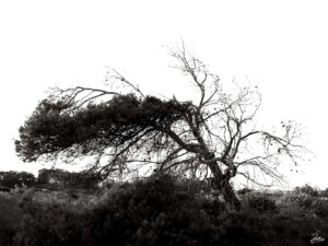 árboles, salinas, san pedro, pellicer, blanco y negro, 10,