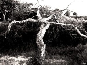 árboles, salinas, san pedro, pellicer, blanco y negro, 11,