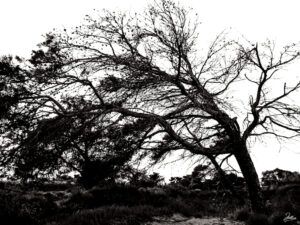 árboles, salinas, san pedro, pellicer, blanco y negro, 12,