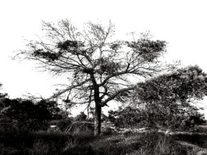 árboles, salinas, san pedro, pellicer, blanco y negro, 13,