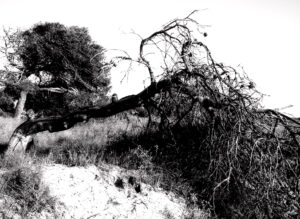 árboles, salinas, san pedro, pellicer, blanco y negro, 4,