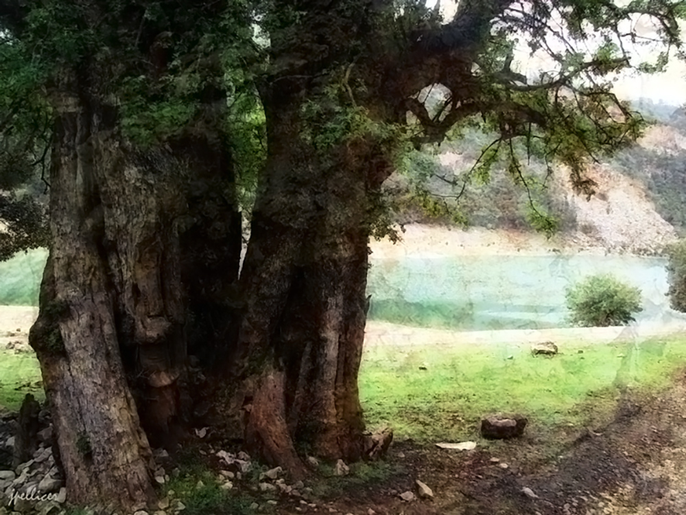 Cedros, fotografía, pellicer, naturaleza, 16,