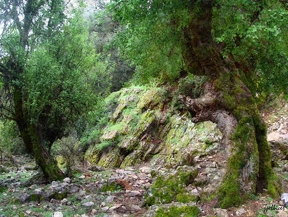 Cedros, fotografía, pellicer, naturaleza, 15,