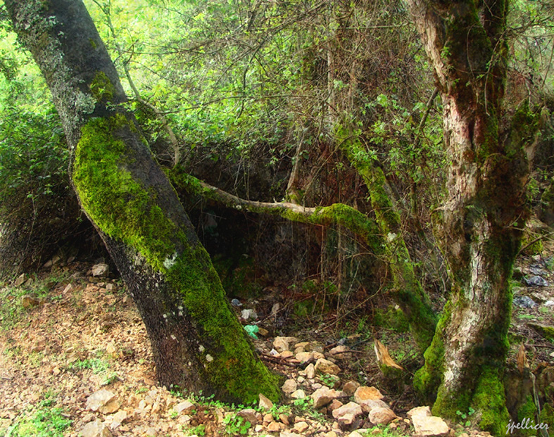 Cedros, fotografía, pellicer, naturaleza, 14,