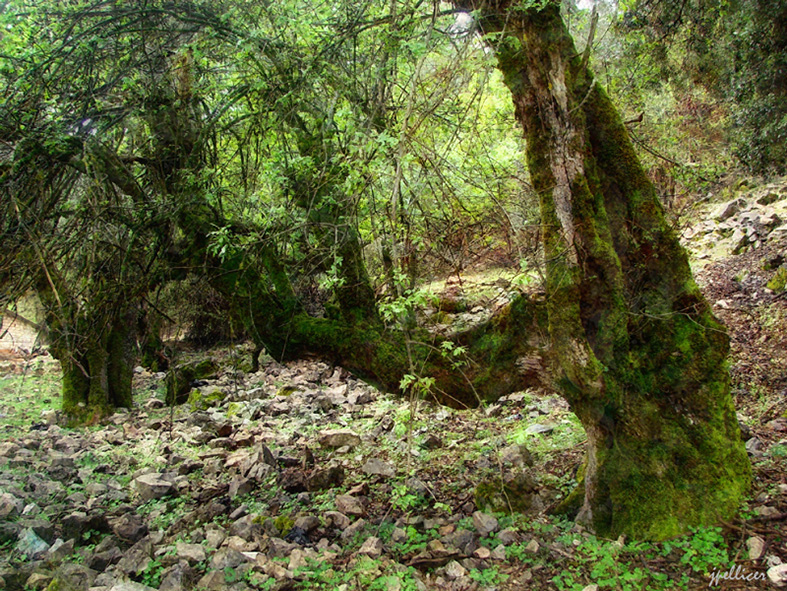 Cedros, fotografía, pellicer, naturaleza, 13,