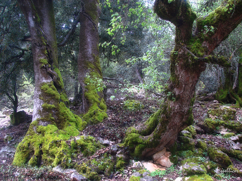 Cedros, fotografía, pellicer, naturaleza, 12,