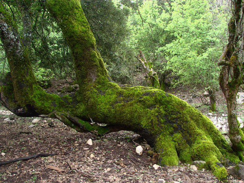 Cedros, fotografía, pellicer, naturaleza, 11,