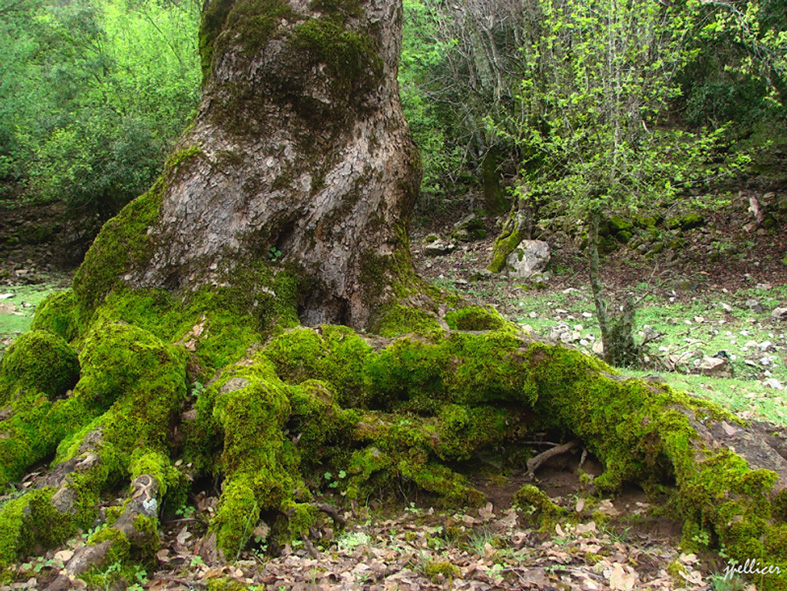 «CEDROS»: Un encuentro con la Naturaleza a través de la lente.