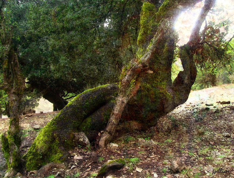 Cedros, fotografía, pellicer, naturaleza, 9,