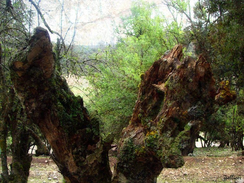 Cedros, fotografía, pellicer, naturaleza, 8,