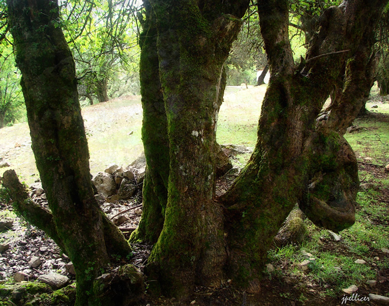 Cedros, fotografía, pellicer, naturaleza, 7,