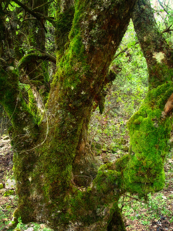 Cedros, fotografía, pellicer, naturaleza, 6,