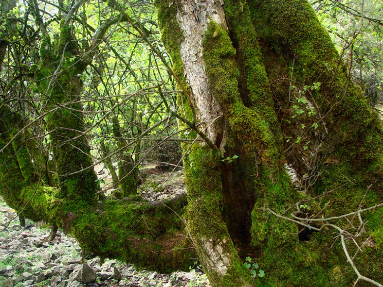 Cedros, fotografía, pellicer, naturaleza, 5,