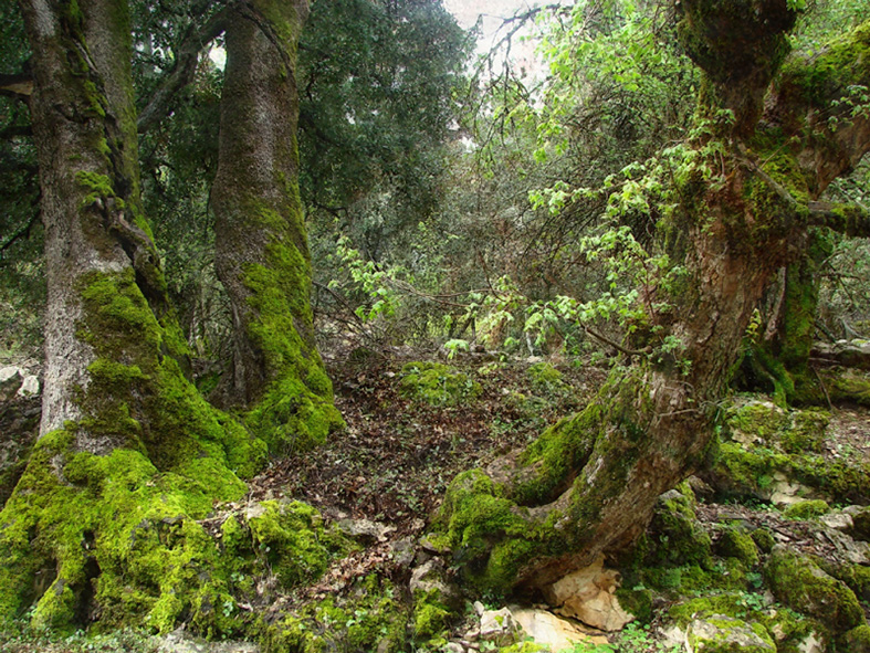 Cedros, fotografía, pellicer, naturaleza, 4,