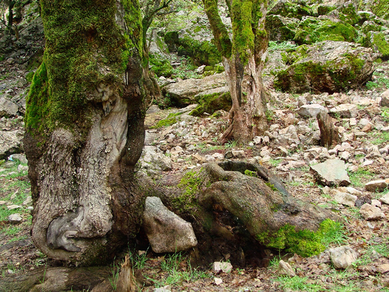 Cedros, fotografía, pellicer, naturaleza, 3,