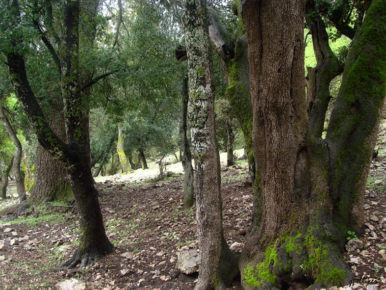 Cedros, fotografía, pellicer, naturaleza, 2,