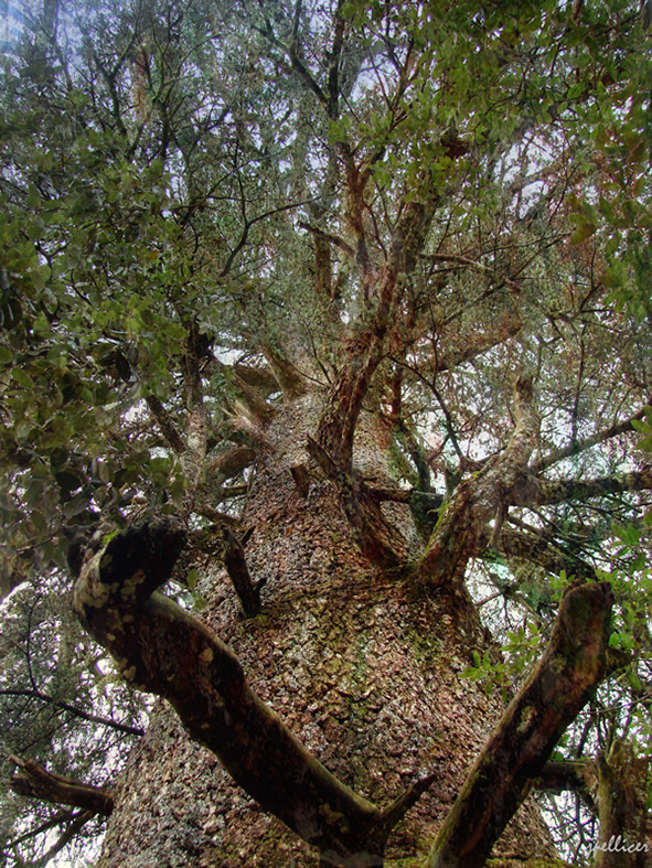 Cedros, fotografía, pellicer, naturaleza, 1,